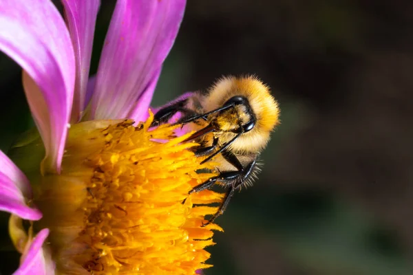 Żółty Puszysty Trzmiel Zbierający Pyłek Kwiatu Miodu Samotna Pszczoła Jak — Zdjęcie stockowe