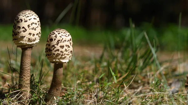 Pareja Pequeños Hongos Parasol Macrolepiota Procera Setas Comestibles Ingrediente Alimentario — Foto de Stock