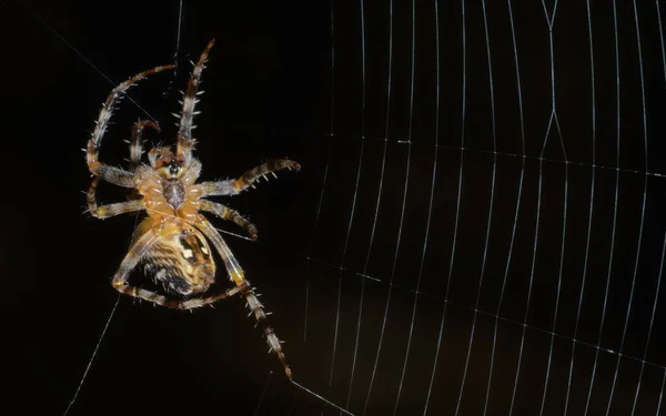 Ağını oluşturma sürecinde olan tek bir posta bahçesi örümceği (Araneus diadematus). Arachnid avını avlamaya hazırlanıyor. Siyah arka plan. Dikey mahsul.