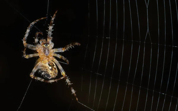 Egylevelű Kerti Pók Araneus Diadematus Építésének Folyamatában Arachnid Vadászatra Készül — Stock Fotó