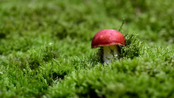 Seta Tóxica Russula Emética Russula Emetica Que Puede Causar Vómitos — Foto de Stock