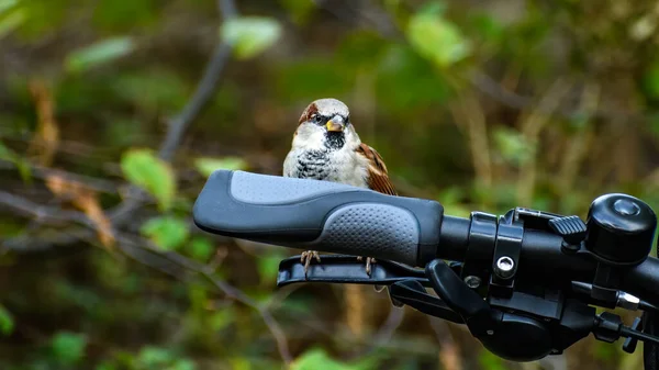 Gorrión Casa Macho Passer Domesticus Sentado Palanca Freno Bicicleta Con — Foto de Stock