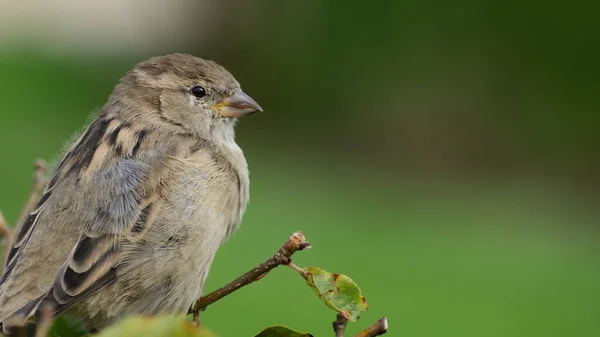 Gorrión Casa Hembra Soltera Passer Domesticus Descansando Rama Arbusto Verde — Foto de Stock