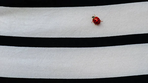 Birden fazla siyah noktalı küçük kırmızı uğur böceği kadın gömleğinin üzerinde yürüyor..