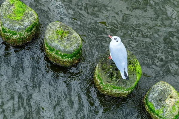 Tek siyah başlı martı (Chroicocephalus ridibundus) eski ahşap dalgaların üzerinde dinleniyor..