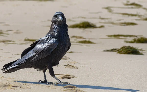 Corvo Adulto Single Corvus Corax Che Cammina Sulla Spiaggia Sabbiosa — Foto Stock