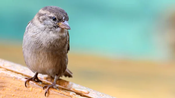 Turkuaz bulanık arkaplan üzerine tek kadın evcil serçe (Passer domesticus).