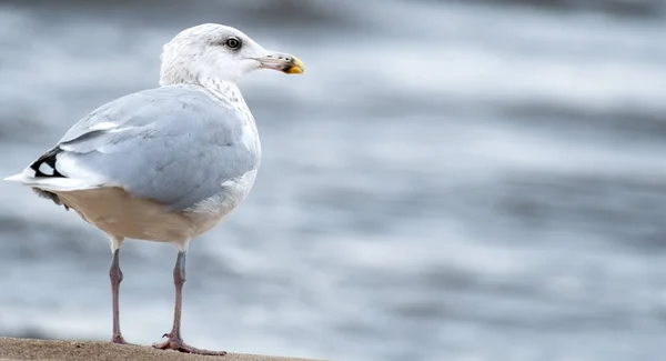Üremeyen tüylü Avrupa Ringa Martı 'sı okyanusun yanında duruyor. Yatay geniş mahsul.