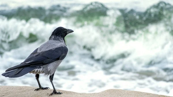Corvo Com Capuz Adulto Único Corvus Cornix Perto Costa Mar — Fotografia de Stock