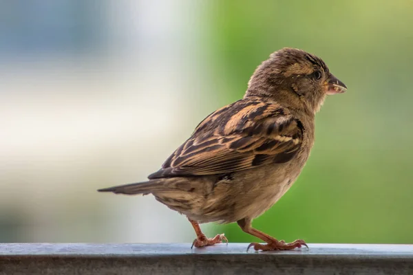 Juvenal Kvinna Hus Sparv Passer Domesticus Med Uppblåst Fjäder Sitter — Stockfoto