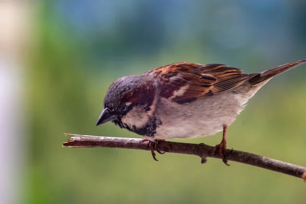 Vuxna Manliga Sparv Passer Domesticus Tittar Maten Från Grenen Suddig — Stockfoto