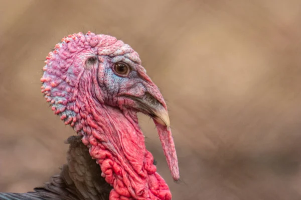 Erkek evcil hindinin sağ profili, orta boy snod, ama büyük karamcalar.