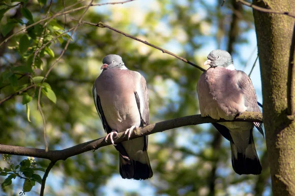 Ağaç dalında oturan ve ormanı izleyen iki sevimli güvercin (Columba palumbus).