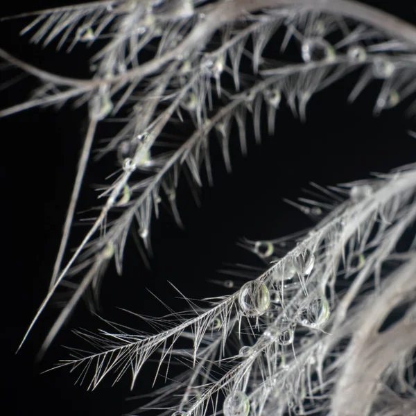 Beyaz kuş tüyü dikenlerin üzerinde duran küçük su damlacıklarının yakın plan çekimi.