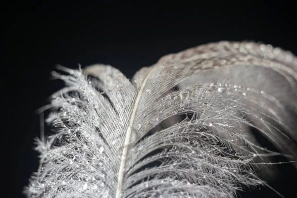 Closeup White Bird Feather Brown Accents Covered Small Water Droplets — Stock Photo, Image