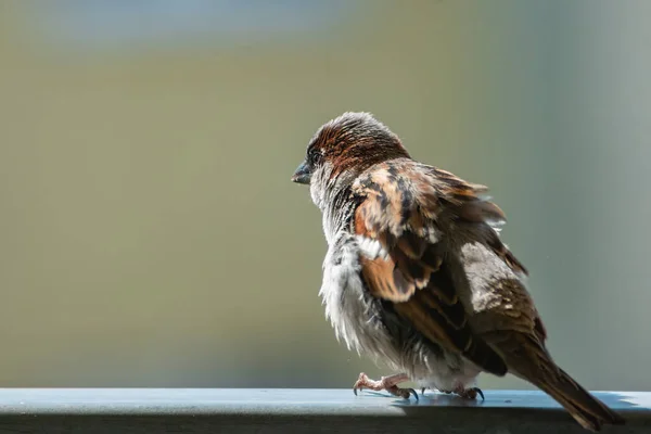 男人的家养麻雀 过路的家养麻雀 长着膨胀起来的羽毛 坐在阳台的栏杆上 看着邻居们 — 图库照片