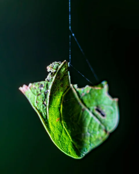 Malá Část Zeleného Listu Visící Tmě Tenkých Pavoučích Vláknech — Stock fotografie
