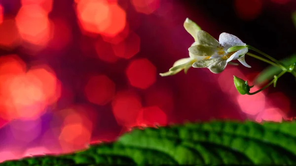 Orman bitkilerinin küçük ve narin altın çiçeği. Kırmızı soyut arkaplan.