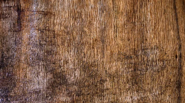 Kabuğunu kaybeden büyük canlı ağaç çıplak ahşap dokusunu gösteriyor..