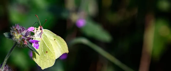 류트올라타 잎으로 위장하여 꽃에서 화밀을 — 스톡 사진