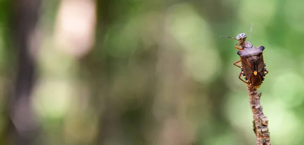 Жук Оранжевыми Полосками Сидящий Ветке Куста Листьев — стоковое фото