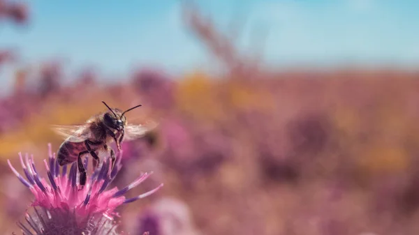 Poziomy Widok Panoramiczny Pojedynczej Pszczoły Miodnej Apis Mellifera Odlatujących Ostu — Zdjęcie stockowe