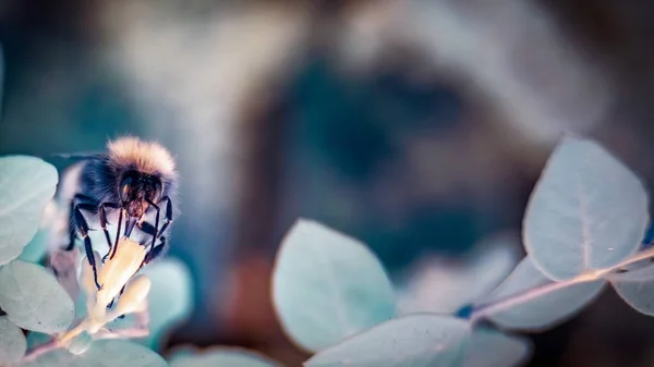 Çiçeğin üzerinde oturan yaban arısının (Cuckoo yaban arısı) yatay görüntüsü. Kızılötesi kamera etrafında soluk mavi yapraklar oluşturuyor..