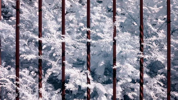 Çelik parmaklıkların arkasından soluk ağaç iğneleri uzanıyor. 610 nm Kızılötesi görüş.