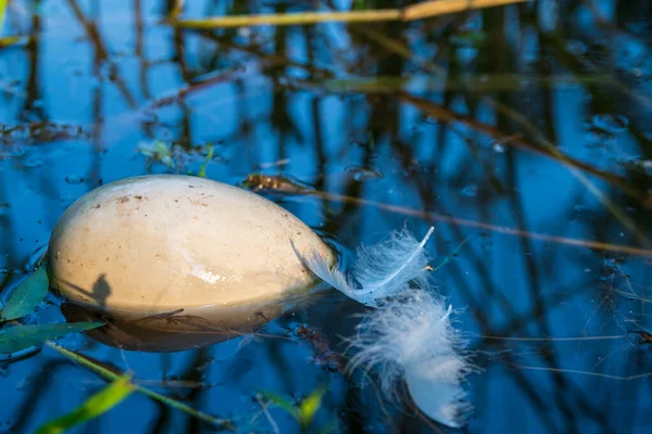 Huevo Blanco Grande Posiblemente Cisne Mudo Flotando Las Lecturas Dejado — Foto de Stock