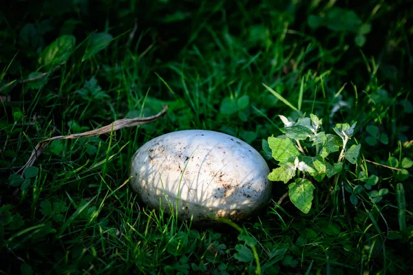 Büyük beyaz yumurta muhtemelen otların üzerinde yatıyordu. Yalnız ve yalnız bırakılmış, ebeveynler tarafından terk edilmiş..