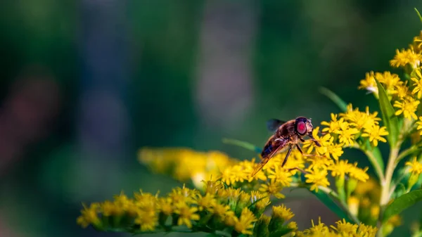 Kırmızı gözlü uçan sinek sarı çiçeklerin üzerinde dinleniyor. Bulanık yeşil orman arka planı.