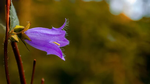 Ormanın derinliklerinde tek bir mor çan çiçeği profili.