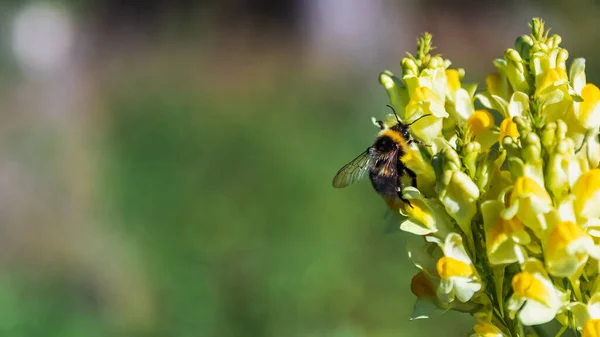 Ormanda tek bir yaban arısı yer ve tozlaşan sarı çiçek.
