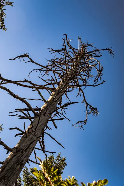 Ağaç kabuğu ya da yeşil solu olmayan eski ölü ağaç dağ yolunda asılı duruyor.