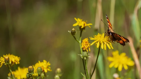 Ein Einzelner Schmetterling Der Sich Von Der Sau Distel Blume — Stockfoto