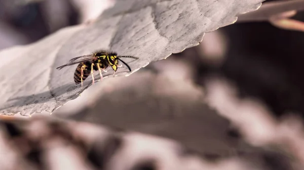 Avispa Única Vespula Germanica Que Descansa Sobre Hoja —  Fotos de Stock