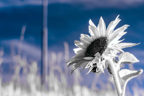 Mavi arka planda renklerden çizgili yalnız ayçiçeği. Yatay mahsul