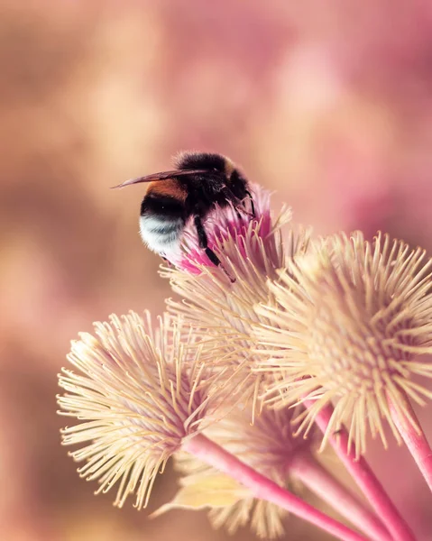 Çiçek açan devedikeni tomurcuklarından beslenen tek yaban arısı..