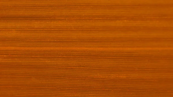 Çimen biçimli sarmaşık desenli yatay arkaplandan esinlenilmiştir.