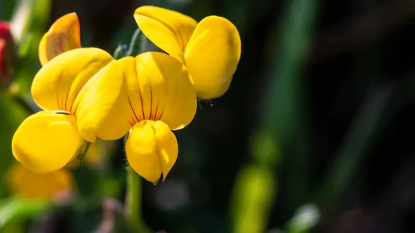 Koyu yeşil arkaplanda sarı çiçek grubu.