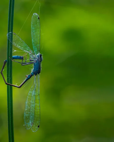 Örümcek ağına yakalanmış ve çimlere bağlanmış tek bir mavi kız böceği. Yeşil mavi arkaplan.