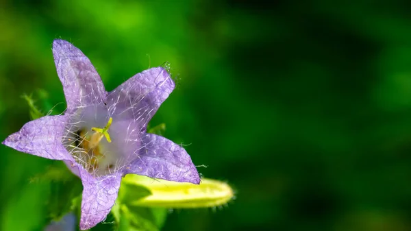 Fioletowy Kwiat Piękny Swój Własny Sposób Makro Zbliżenie Pokazując Włosy — Zdjęcie stockowe