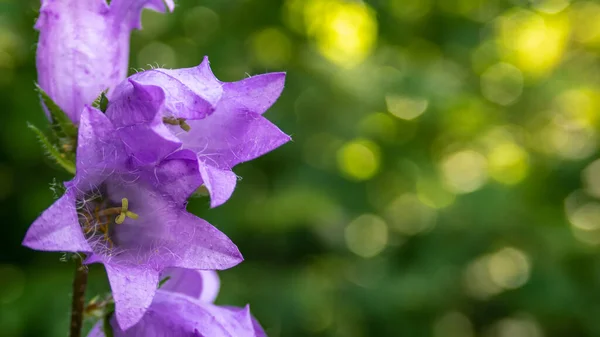 Yeşil arka planda bir grup mor çiçek. Kendi başlarına da güzeller. Bulanık orman arka planı.