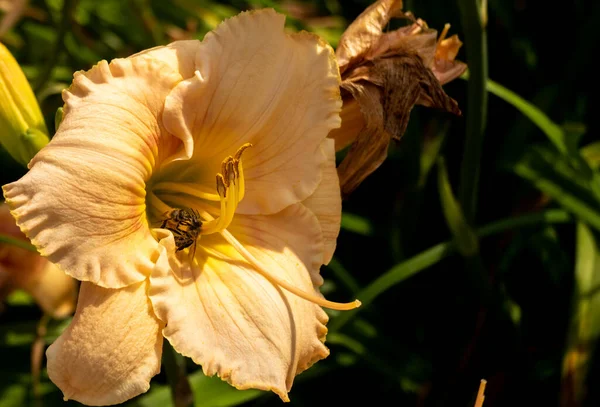 Avrupa bal arısı (Apis mellifera) çiçek açan liyum çiçeğinden gelen polenler yüzünden karşı karşıya gelir.