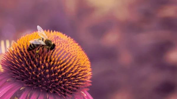 Tek Avrupa bal arısı (Apis mellifera) pembe çiçekten polen toplar. Yakın çekim makro çekim.