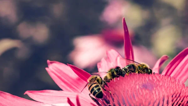 Drzewo Pszczół Miodnych Ciężko Pracujących Zbierając Pyłek Różowego Kwiatu Makro — Zdjęcie stockowe