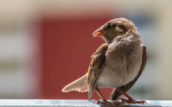 奇克麻雀 Passer Domesticus 站在阳台栏杆边 乳白色模糊的背景 — 图库照片