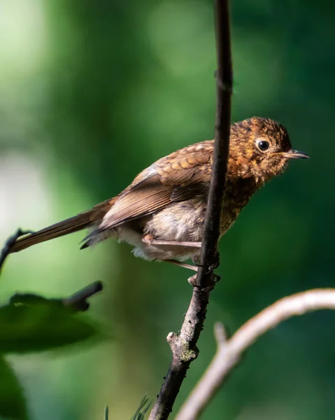 Single Young Blackbird Looking Curious Tree Branch Juvenile Plumage Colors — Stock Photo, Image