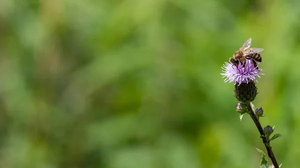 Europejska Pszczoła Miodna Apis Mellifera Zbierająca Pyłek Kwitnących Kwiatów Ostu — Zdjęcie stockowe