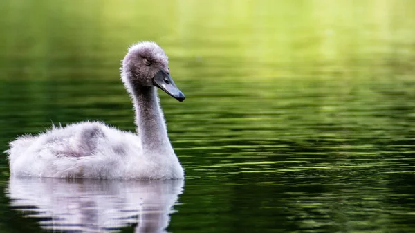 Suda genç ve sessiz bir kuğu (Cygnus renkli) ördek yavrusu. Uykuya daldı..